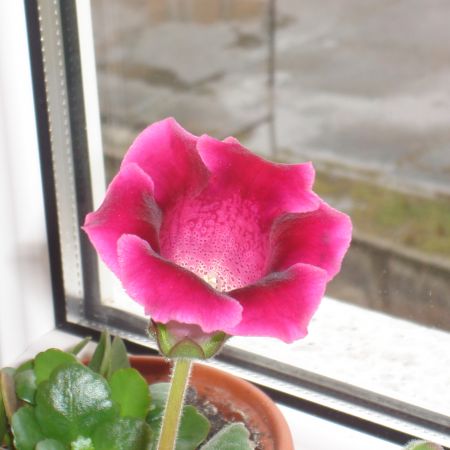 Gloxinia